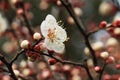 Plum blossomÃ¯Â¼ËArmeniaca mume f. simpliciflora T. Y. ChenÃ¯Â¼â°